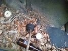 Rusty Amphi  6.JPG