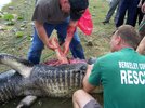 Gator picture2.jpg
