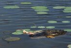 Gator picture3.jpg